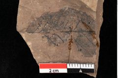 Foto (Detailansicht) von Alnus gracilis Unger (NHMW-GEO-2024-0188-0734)